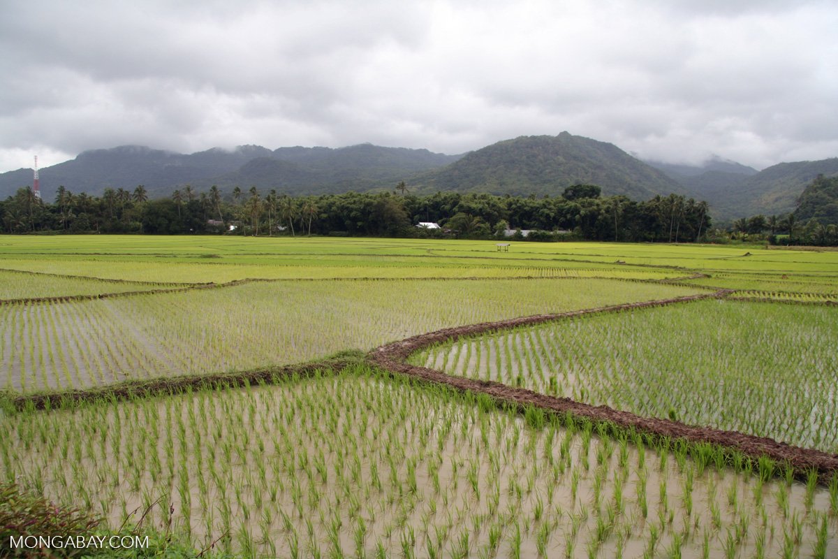 ROTATIONAL IRRIGATION PROGRAMME FOR RABI SEASON FROM FEBRUARY 10 TO 17