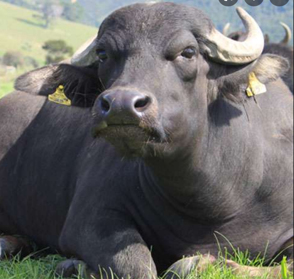 पशुओं में मुँह-खुर की बीमारी से प्रभावित जिलों में माहिर डाक्टरों की टीमें तैनातः तृप्त बाजवा