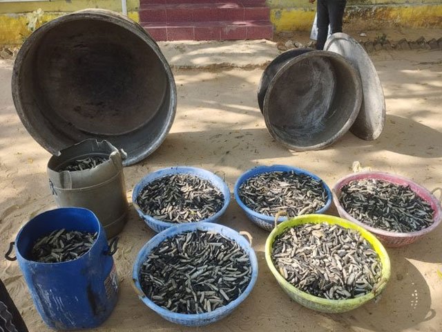 Police recovered 250 kg of sea cucumbers