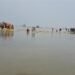 Punjab flood catastrophe: ‘Where is the government, leaders only coming to click photos for social media’; anger grows as flood situation worsens