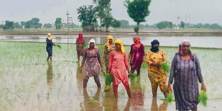 Monsoon fury: Punjab farmers to get Rs 6,800 per acre for damaged paddy seedlings