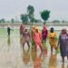 Monsoon fury: Punjab farmers to get Rs 6,800 per acre for damaged paddy seedlings