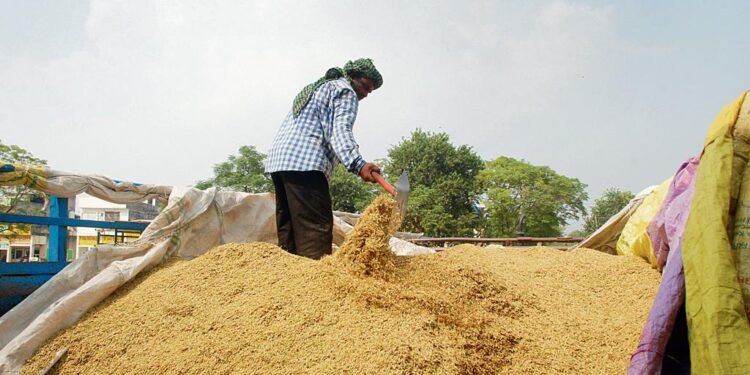 Rice exporters suspend strike, basmati purchase begins today
