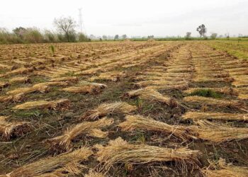 Rain, winds flatten paddy crop; delay harvesting in Haryana