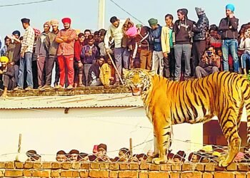 Tiger caught in cage after several hours in Pilibhit village