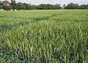 The issuance of an ‘orange alert’ the Ludhiana left farmers worried.