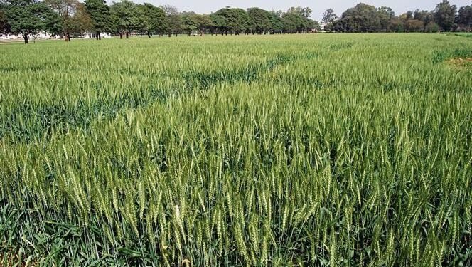The issuance of an ‘orange alert’ the Ludhiana left farmers worried.