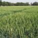 The issuance of an ‘orange alert’ the Ludhiana left farmers worried.