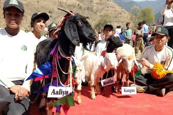 उत्तराखंड के जौनपुर ब्लॉक में रविवार को बकरियों का अनोखा स्वयंवर