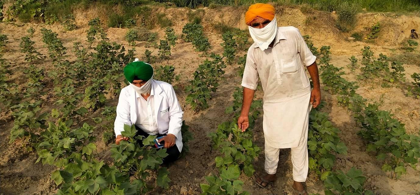ਨਰਮੇ ਦੀ ਫਸਲ ’ਤੇ ਬੇਲੋੜੇ ਕੀਟਨਾਸ਼ਕਾਂ ਦੇ ਛਿੜਕਾਅ ਤੋਂ ਗੁਰੇਜ਼ ਕੀਤਾ ਜਾਵੇ: ਡਾ. ਬਲਦੇਵ ਸਿੰਘ