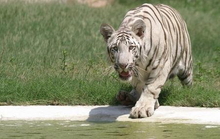 ਲੋਕਾਂ ਲਈ ਖੋਲਿਆ ਜਾਵੇਗਾ ਛੱਤਬੀੜ ਚਿੜੀਆ ਘਰ ; ਲੁਧਿਆਣਾ, ਬਠਿੰਡਾ, ਪਟਿਆਲਾ ਤੇ ਨੀਲੋਂ ਦੇ ਛੋਟੇ ਚਿੜੀਆਘਰਾਂ ਨੂੰ ਵੀ ਖੋਲਣ ਦਾ ਫੈਸਲਾ