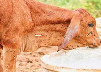 लम्पी संक्रमण: पहले से अधिक खतरनाक