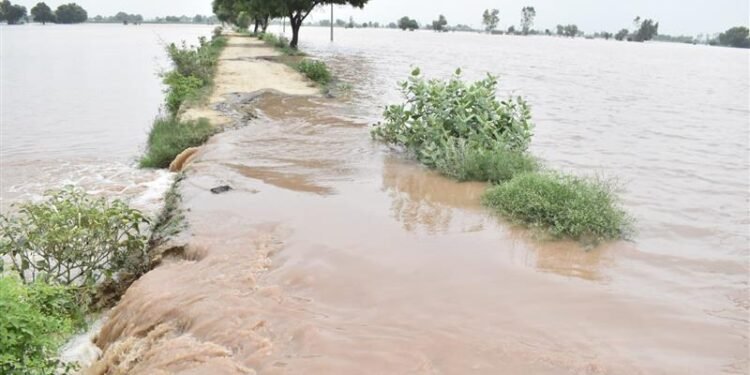 मानसा के सरदूलगढ़ में घग्गर में नयी दरार, शहर में पानी घुसने का डर