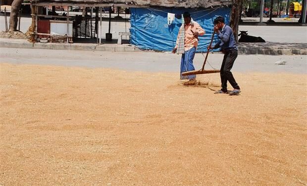 गेहूं में नमी का बढ़ा हुआ स्तर करनाल और कैथल की अनाज मंडियों में खरीद में समस्या पैदा कर रहा है।