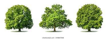 इन जीवनदायी पेड़ों को ज्यादा से ज्यादा लगाने के लिए समाज में जागरूकता बढ़ायें