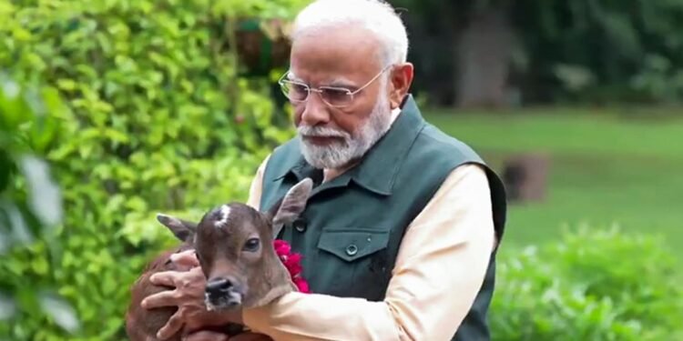 एक्स की रिपोर्ट के अनुसार प्रधानमंत्री मोदी के आवास पर गाय के रूप में एक नया सदस्य आया है।