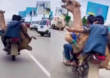 हे भगवान! यह देखकर सभी के छूटे पसीने, ऊंट को करवाई बाइक की सवारी