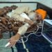 अकाल तख्त ने डल्लेवाल के विरोध को सही ठहराया