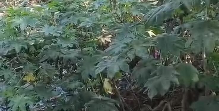 सरकार की मंशा पर लगाया जा रहा पलीता