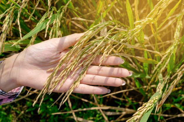 ਖੇਤੀਬਾੜੀ ਵਿਭਾਗ ਵੱਲੋਂ ਕਿਸਾਨਾਂ ਨੂੰ ਗੈਰ-ਬਾਸਮਤੀ ਦੀਆਂ ਪੀ.ਆਰ. 128 ਅਤੇ 129 ਕਿਸਮਾਂ ਦੀ ਕਾਸ਼ਤ ਕਰਨ ਦੀ ਸਲਾਹ