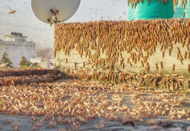 हरियाणा में टिड्डियों के हमले का आतंक: 7 जिलो मे रेड अलर्ट जारी !