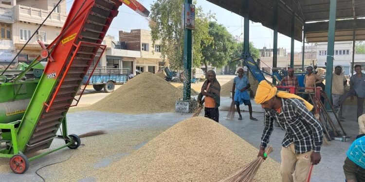 ਪਟਿਆਲਾ ਜ਼ਿਲ੍ਹੇ ਦੀਆਂ ਮੰਡੀਆਂ ‘ਚ 86541 ਮੀਟਰਿਕ ਟਨ ਝੋਨੇ ਦੀ ਆਮਦ