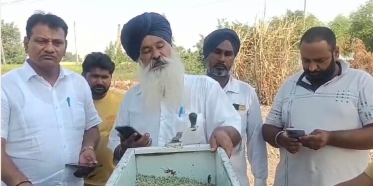 ਪਰਾਲੀ ਫੂਕਣ ਤੋਂ ਬਿਨ੍ਹਾਂ ਰਾਜਲਾ ਦੇ ਅਗਾਂਹਵਧੂ ਕਿਸਾਨ ਨੇ ਮਟਰ ਬੀਜੇ, ਹੋਰਨਾਂ ਕਿਸਾਨਾਂ ਨੂੰ ਵੀ ਅੱਗ ਨਾ ਲਾਉਣ ਦੀ ਕੀਤੀ ਅਪੀਲ