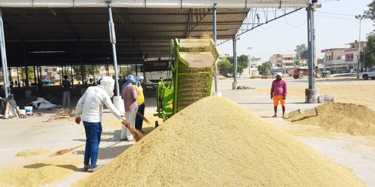 ਪਟਿਆਲਾ ਜ਼ਿਲ੍ਹੇ ਦੀਆਂ ਮੰਡੀਆਂ ‘ਚ 69913 ਮੀਟਰਿਕ ਟਨ ਝੋਨੇ ਦੀ ਆਮਦ