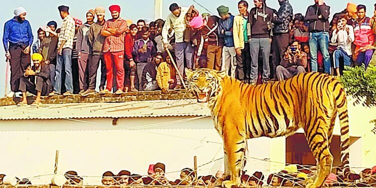 ਪੀਲੀਭੀਤ ਦੇ ਪਿੰਡ ’ਚ ਬਾਘਣ ਕਈ ਘੰਟਿਆਂ ਮਗਰੋਂ ਪਿੰਜਰੇ ’ਚ ਕੈਦ