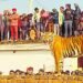 ਪੀਲੀਭੀਤ ਦੇ ਪਿੰਡ ’ਚ ਬਾਘਣ ਕਈ ਘੰਟਿਆਂ ਮਗਰੋਂ ਪਿੰਜਰੇ ’ਚ ਕੈਦ