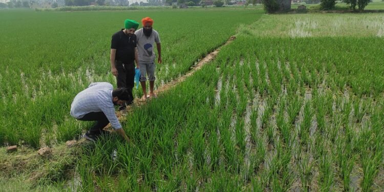 ਕਿਸਾਨ ਬੂਟਿਆਂ ਦੇ ਮਧਰੇਪਣ ਹੋਣ ’ਤੇ ਕ੍ਰਿਸ਼ੀ ਵਿਗਿਆਨ ਕੇਂਦਰ ਨਾਲ ਸੰਪਰਕ ਕਰਨ : ਡਾ. ਗੁਰਉਪਦੇਸ਼ ਕੌਰ