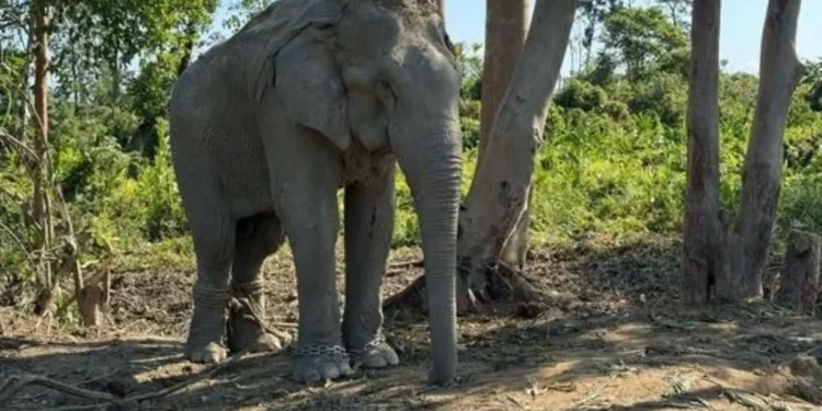 “ਸੱਚਾਈ ਦੀ ਪ੍ਰਮਾਣਿਕਤਾ,” ਜਾਨਵਰ ਪ੍ਰਾਪਤੀ ਮਾਮਲੇ ਵਿੱਚ ਸੁਪਰੀਮ ਕੋਰਟ ਦੀ ਕਲੀਨ ਚਿੱਟ ‘ਤੇ ਵੰਤਾਰਾ ਕਹਿੰਦਾ ਹੈ